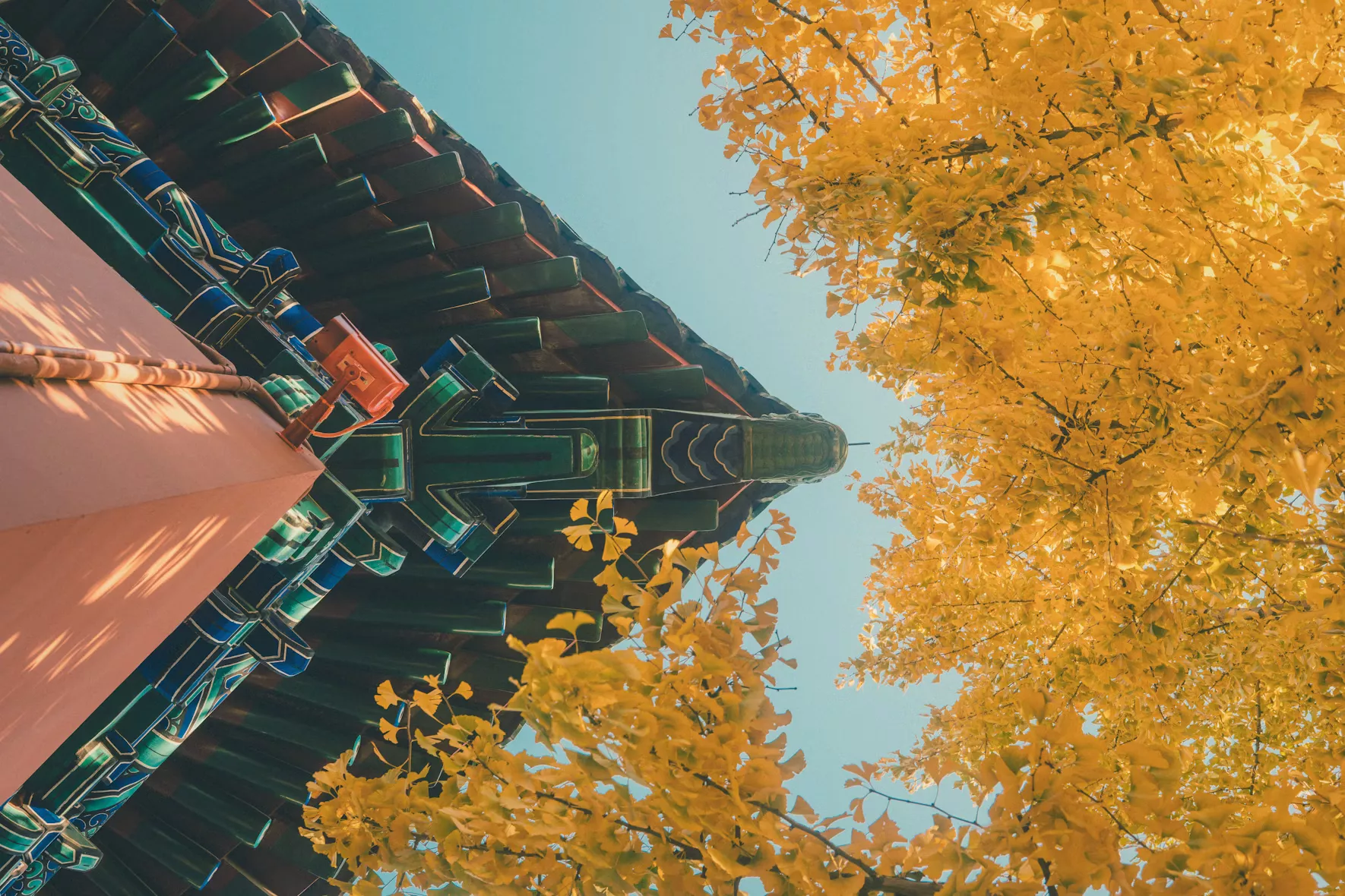 银杏 - unsplash
