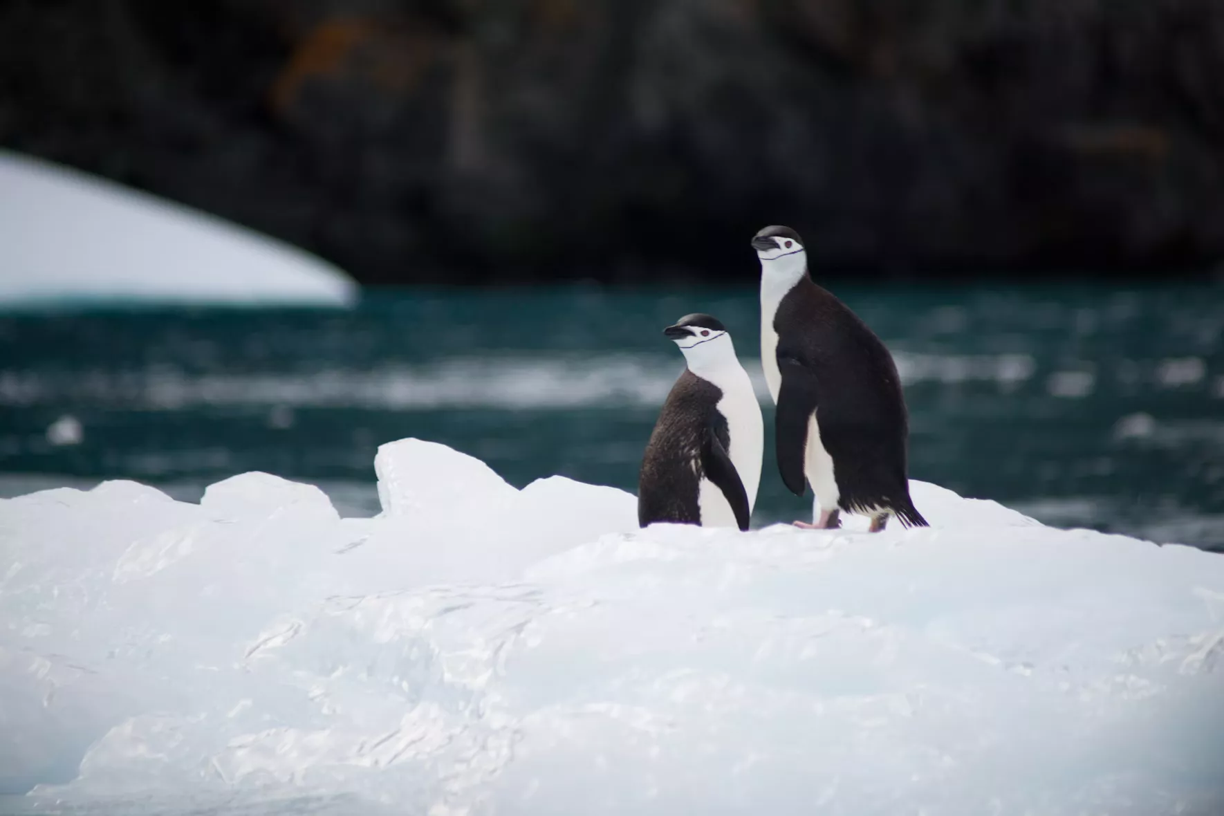 Penguin - unsplash